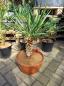Preview: Yucca-Aloifolia-Nr4