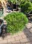 Preview: Pinus nigra Pierrick Bregeon® - Kugelpinie kompakt - genau diesen Br.10