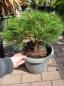 Preview: Pinus-nigra-Pierrick-Bregeon-Br10