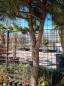 Preview: Inspiration Pinus Pinea