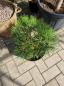 Preview: Pinus nigra Pierrick Bregeon® - Kugelpinie kompakt - genau diesen Br.15
