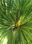 Preview: Trachycarpus-Fortunei-variegata