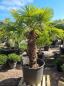 Preview: Trachycarpus Fortunei Variegata 200 cm - Genau diesen Nr.196