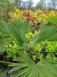 Preview: Winterharte Hanfpalme Trachycarpus 145cm ↑ genau diesen ↑ Wagnerianus Nr.199