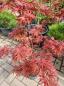 Preview: Roter Fächerahorn Acer Palmatum Pixi 100/120 cm.