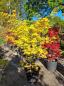 Preview: Acer Palmatum Orange dream Nr.18