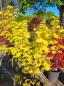 Preview: Acer Palmatum Orange dream Nr.18 / wie ein Sonnenschein im Garten.