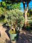 Preview: Pinus sylvestris watereri 140cm