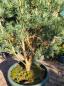 Preview: Pinus sylvestris watereri 140cm Nr.6