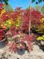 Preview: A-Palmatum-Garnet-hochstamm-Nr-9