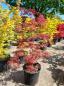 Preview: A-Palmatum-Garnet-Nr-12