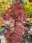 Preview: Acer Palmatum Garnet Nr.13 / schirmförmige Fächerahorn rot.