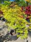 Preview: Acer Palmatum Dissectum 155 cm - grüner Fächerahorn - Schirmförmig wachsend