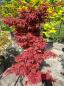 Preview: Roter Fächerahorn Acer ´skeeters 'broom' 155 cm genau diesen Nr.15