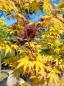 Preview: ↑ Sie erhalten genau diesen Goldahorn ↑ Acer Palmatum' 'Sangokaku''  Nr.25