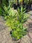 Preview: Nerium oleander 110cm Rosenlorbeer des Südens.