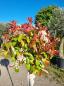 Preview: Glanzmispel 180/200cm - Photinia red robin - 100cm hochstamm. Preview: Glanzmispel 180/200cm - Photinia red robin - 100cm hochstamm.