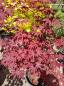 Preview: Roter Fächerahorn 175cm - A.Palmatum Bloodgood Nr.26 Preview: Roter Fächerahorn 175cm - A.Palmatum Bloodgood Nr.26