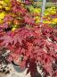 Preview: Roter Fächerahorn 170cm - A.Palmatum Atropurpureum Nr.27 Preview: Roter Fächerahorn 170cm - A.Palmatum Atropurpureum Nr.27