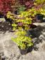 Preview: Acer-Palmatum-sangokaku-Nr29