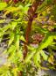Preview: Roter Fächerahorn Acer Palmatum Sangokaku 120 cm Nr.29