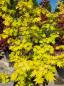 Preview: ↑ Sie erhalten genau diesen Goldahorn ↑ Acer shirasawanum 'Jordan'  Nr.30