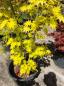 Preview: ↑ Sie erhalten genau diesen Goldahorn ↑ 190cm Acer shirasawanum 'Jordan'  Nr.32