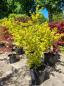 Preview: Acer Palmatum Nr.33