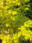 Preview: ↑ Sie erhalten genau diesen Goldahorn ↑ 200 cm Acer shirasawanum 'Jordan'  Nr.36