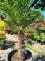 Preview: Winterharte Hanfpalme Trachycarpus Fortunei 200 cm - genau den im Bild - Nr.202