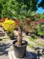 Preview: Hanfpalme-Trachycarpus-Wagnerianus-203