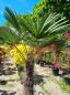 Preview: Winterharte Hanfpalme Trachycarpus 170cm ↑ genau diesen im Bild ↑ Wagnerianus Nr.203