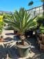 Preview: Yucca gloriosa variegata 160 cm XL - genau diesen im Bild. Preview: Yucca gloriosa variegata 160 cm XL - genau diesen im Bild.