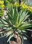 Preview: Yucca gloriosa variegata 160 cm XL - genau diesen im Bild. Preview: Yucca gloriosa variegata 160 cm XL - genau diesen im Bild.