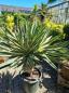 Preview: Yucca gloriosa variegata 160 cm XL - genau diesen im Bild. Preview: Yucca gloriosa variegata 160 cm XL - genau diesen im Bild.