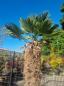 Preview: Winterharte Hanfpalme Trachycarpus 255cm ↑ genau diesen ↑ Wagnerianus Nr.205
