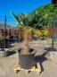 Preview: Hanfpalme-Trachycarpus-Wagnerianus-206