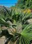 Preview: Winterharte Hanfpalme Trachycarpus 155cm ↑ genau diesen im Bild ↑ Wagnerianus Nr.207