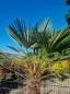 Preview: Winterharte Hanfpalme Trachycarpus 220cm ↑ genau diesen im Bild ↑ Wagnerianus Nr.208