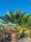 Preview: Winterharte Hanfpalme Trachycarpus 240cm ↑ genau diesen im Bild ↑ Wagnerianus Nr.212