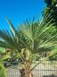 Preview: Winterharte Hanfpalme Trachycarpus 200cm ↑ genau diesen im Bild ↑ Wagnerianus Nr.213