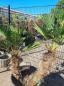 Preview: Winterharte Hanfpalme Trachycarpus 160cm ↑ genau diesen im Bild ↑ Wagnerianus Nr.214