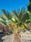 Preview: Winterharte Hanfpalme Trachycarpus 190cm ↑ genau diesen im Bild ↑ Wagnerianus Nr.215