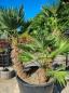 Preview: Winterharte Trachycarpus Wagnerianus  3 stämmige - 225 cm ↑ genau diesen ↑ Hanfpalme Nr.216