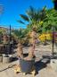 Preview: Hanfpalme-Trachycarpus-Wagnerianus-217