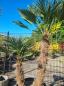 Preview: Winterharte Trachycarpus Wagnerianus  2 stämmige - 225 cm ↑ genau diesen ↑ Hanfpalme Nr.217