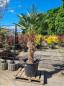 Preview: Hanfpalme-Trachycarpus-Wagnerianus-224