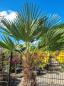 Preview: Winterharte Hanfpalme Trachycarpus 220cm ↑ genau diesen im Bild ↑ Wagnerianus Nr.224