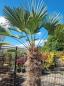 Preview: Winterharte Hanfpalme Trachycarpus 230cm ↑ genau diesen ↑ Wagnerianus Nr.218 Preview: Winterharte Hanfpalme Trachycarpus 230cm ↑ genau diesen ↑ Wagnerianus Nr.218