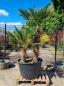 Preview: Hanfpalme-Trachycarpus-Wagnerianus-219